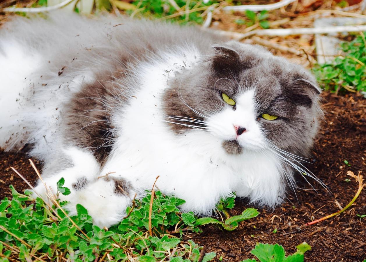Mt Fuji Cat&Dog&Spa Pension Blue Poppy Fujikawaguchiko Exterior foto